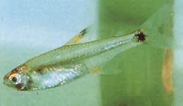 Holoshestes pequira (Oranžová škvrna tetra)