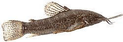 Hoplosternum thoracatum