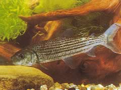 Hydrocynus goliath (Tetra-Loup, African Tiger Fish)