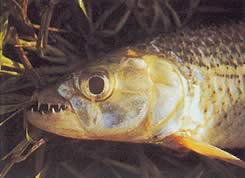 Hydrocynus vittatus (Chacin-tigre)