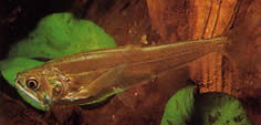 Hydrolycus scomberoides (Tetra-loup, chacin-tigre)