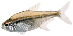 Hyphessobrycon heterorhabdus Belgická vlajka