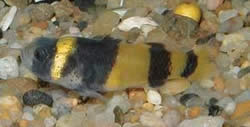 Hypogymnogobius xanthozona (Hypogynogobius)