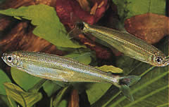 Iguanodectes spilurus (Olej)