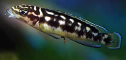Julidochromis transcriptus (Prepis)