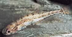 Klausewitzia ritae (Tetrachet Rita Dwarf)