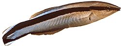 Labroides dimidiatus Bežný čistič