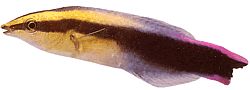 Labroides phtirophagus (Lak)