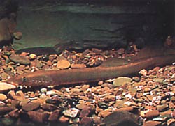 Lampetra fluviatilis (Fluviálna lampa)