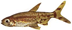 Lepidarchus adonis (Tetra Adonis, nahá tetra)