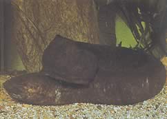 Lepidosiren paradoxa (Južná Amerika Lepidosirène)