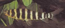 Leporinus fasciatus fasciatus Leporinus s čiernymi pásmi