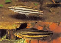 Leporinus striatus (Leporinus strié)