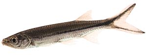 Luciosoma setigerum Žralok Apollo