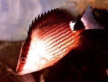 Lutjanus sanguineus Plodina červenej krvi