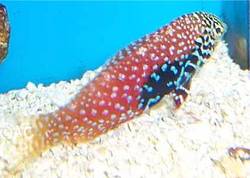 Macropharyngodon bipartitus (Žlčník)