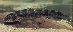 Melanocharacidium dispilomma (Melanochacidium disilomma)