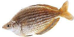Melanotaenia fluviatilis (Austrálska dúhová ryba)