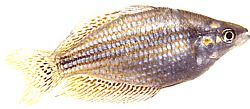 Melanotaenia splendida (Cap York Dúhová ryba)