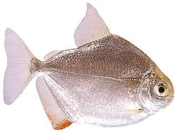 Metynnis hypsauchen (Métynnis s veľkými hlavami)