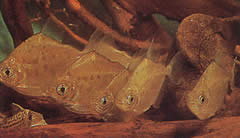 Metynnis lippincottianus Koumanou, Dollar Fish