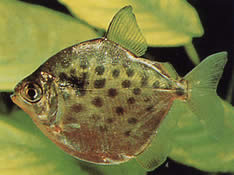 Metynnis maculatus (Metynnis prerušovaný)