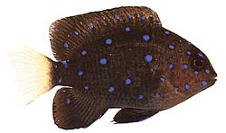 Microspathodon chrysurus (Žlté šperky)