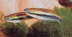 Mimagoniates lateralis (Tetra-glande s zakázanými stranami)