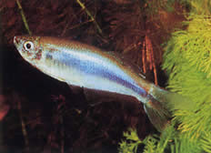 Mimagoniates microlepis (Malé stupnice Tetra-Barberos)