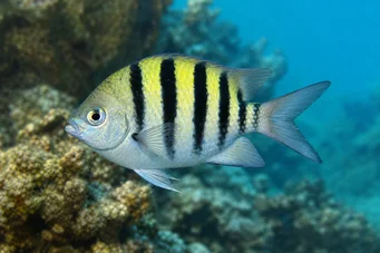 Abudefduf saxatilis Vedúci predstaviteľ