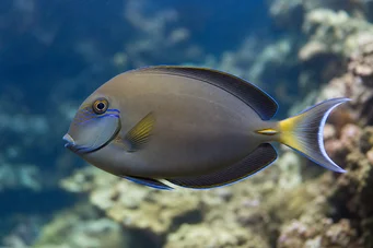 Acanthurus Fowleri Chirurg Fowler
