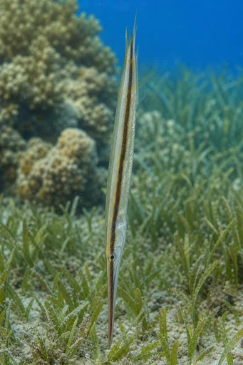 Aeoliscus strigatus Holiaci strojček