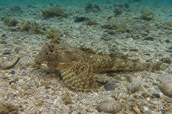 Agonus decagonus (Morská fretka)