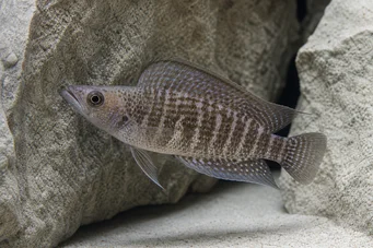 Altolamprologus compressiceps (Kompresium altolamprologus)