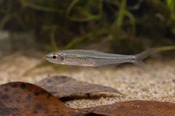 Ammocryptocharax minutus Chacin-fleche minúta
