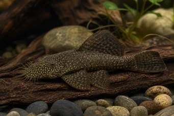 Ancistrus hyplogenys Čierny Ancistrus
