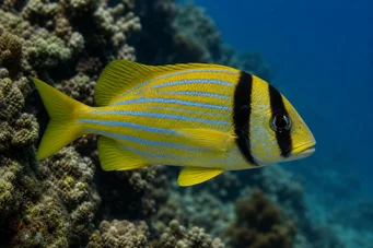 Anisotremus virginicus Bravčové mäso
