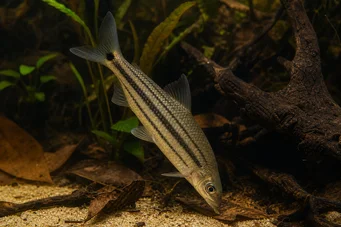 Anostomus anostomus (Pruhovaný anostóm)