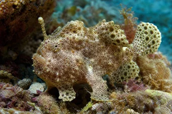Antennarius maculatus Ryby, rybár alebo antény