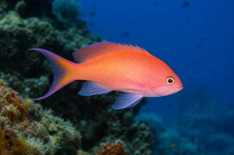 Anthias anthias Holič