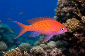 Anthias squamipinnis