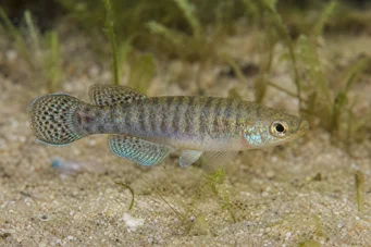 Aphanius dispar Aphanius zmizne