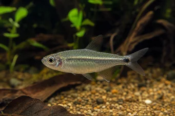 Aphyocharax dentatus