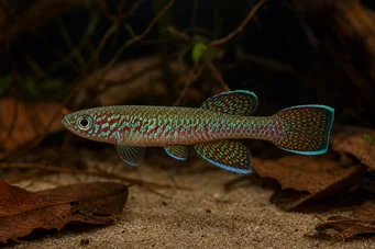 Aphyosemion bualanum