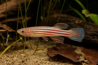 Aphyosemion striatum Pruhovaný aphyo