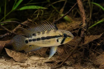Apistogramma trifasciatum Tri -line trpaslíci Cichlid