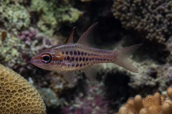 Apogon nematopterus Apogonské pyžamy