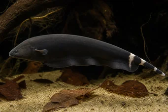 Apteronotus albifrons American Coup Fish - tiež nazývaný Black Pha