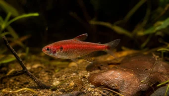 Axelrodia riesei Červená tetra