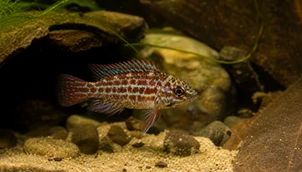 Badis assamensis (Chameleón)